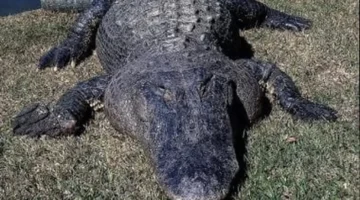 حائزو الحيوانات الخطرة ملزمون بإخطار السلطات في 4 حالات محددة 1